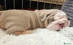 English Bulldog dogs for sale: Outstanding KC English Bulldogs, Top Quality Pups - Image 28