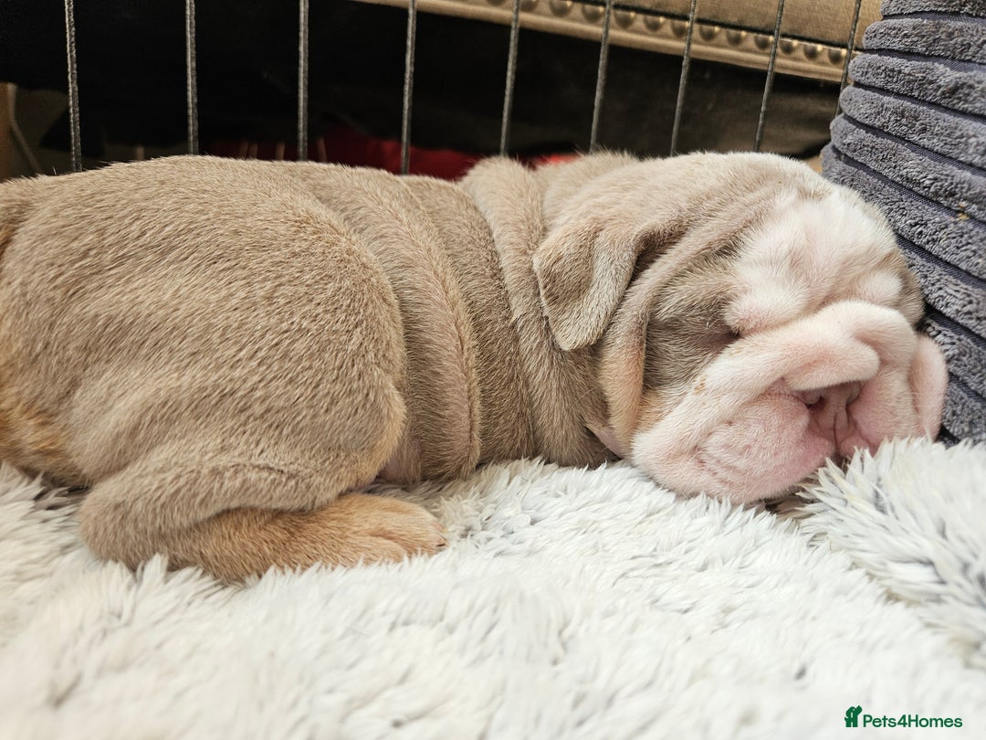 English Bulldog dogs for sale: Outstanding KC English Bulldogs, Top Quality Pups - Image 28