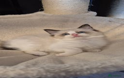 Ragdoll cats for sale: 4 Tica registered Kittens For Sale  - Image 9