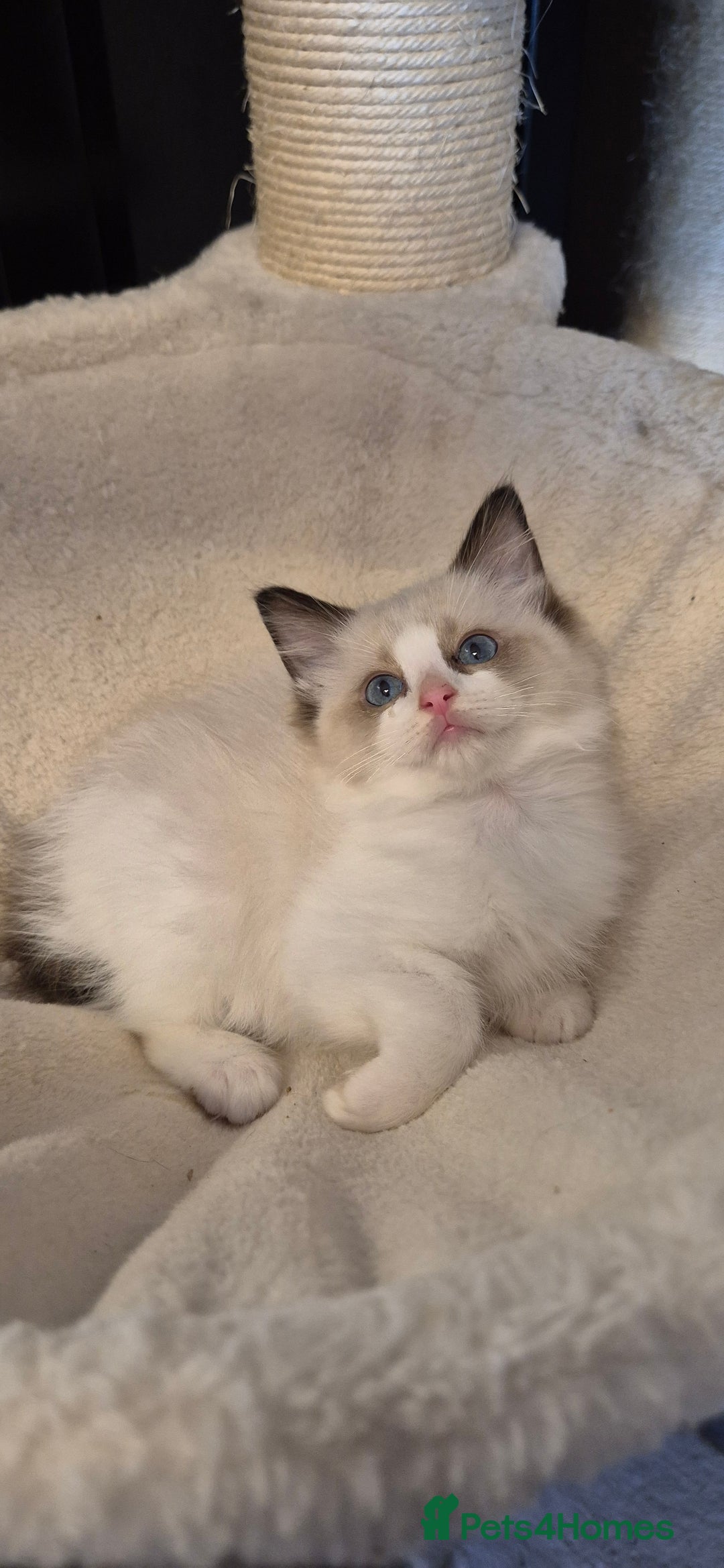 Ragdoll cats for sale: 4 Tica registered Kittens For Sale  - Image 9
