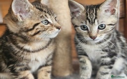 Bengal cats for sale: Adorable Half Bengal Kittens - Image 6