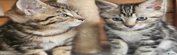 Bengal cats for sale: Adorable Half Bengal Kittens - Advert 9