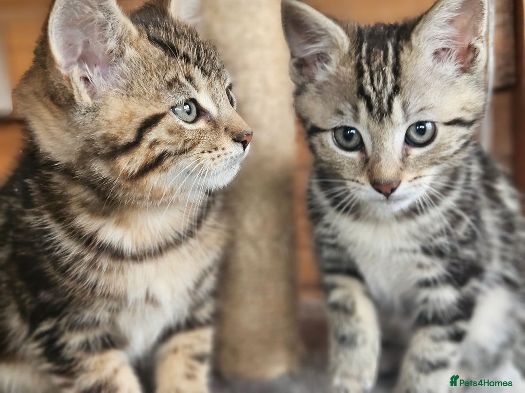 Bengal cats for sale: Adorable Half Bengal Kittens - Image 6