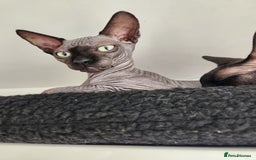 Sphynx cats for sale: 3 Lovely Canadian Sphynx kittens - Image 29