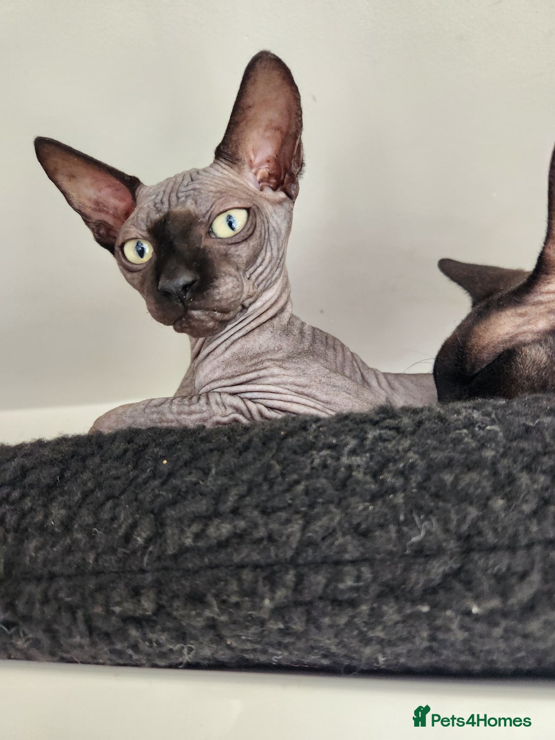 Sphynx cats for sale: 3 Lovely Canadian Sphynx kittens - Image 29