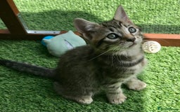 Mixed Breed cats for sale: 5 kitten’s available today  - Image 18