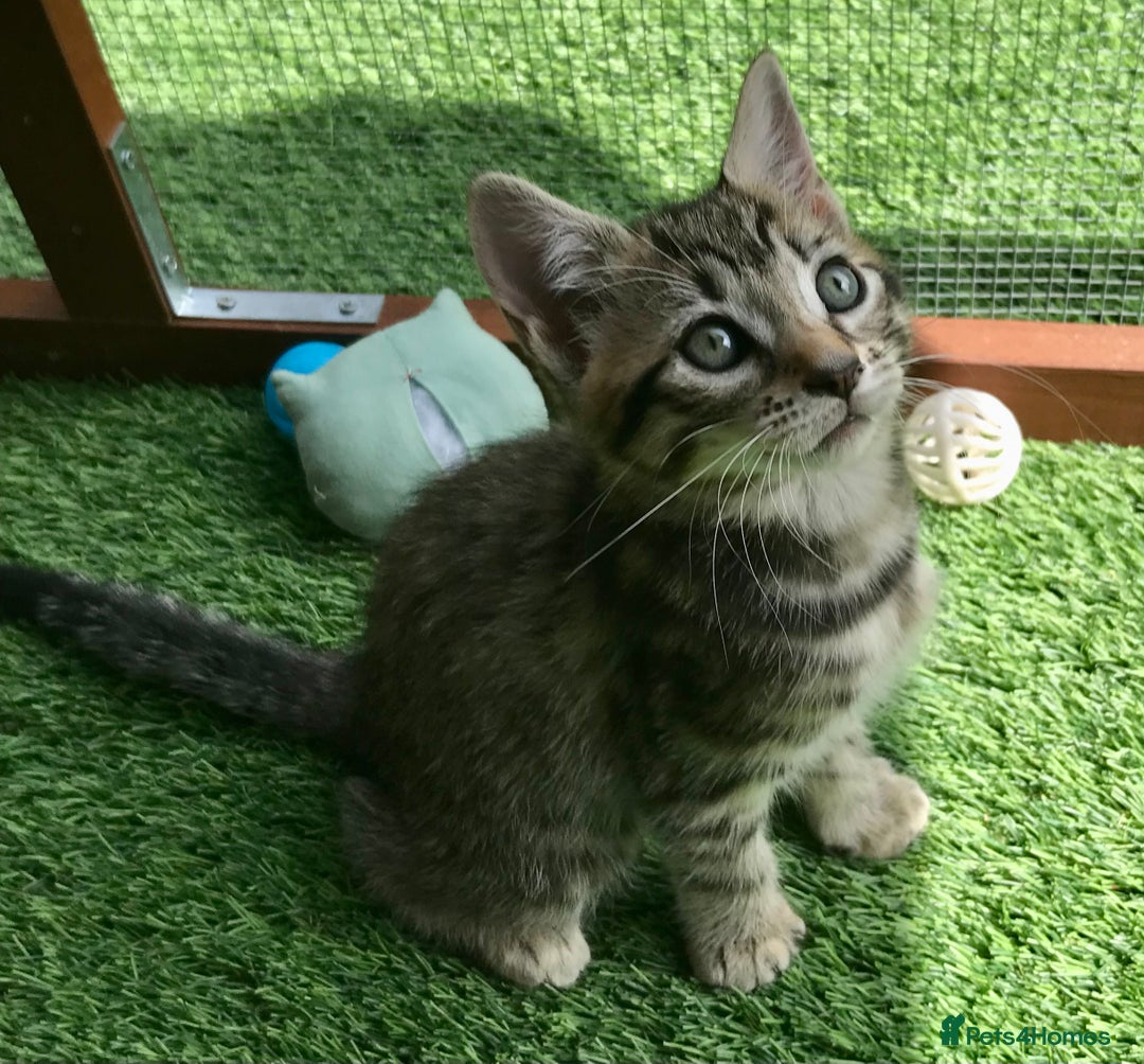 Mixed Breed cats for sale: 5 kitten’s available today  - Image 18
