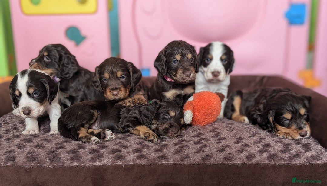 Cocker Spaniel dogs for sale: KC Reg Working type, extensively DNA tested.  - Image 5