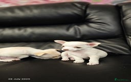 Chihuahua dogs for sale: Cute chihuahua puppies - Image 2