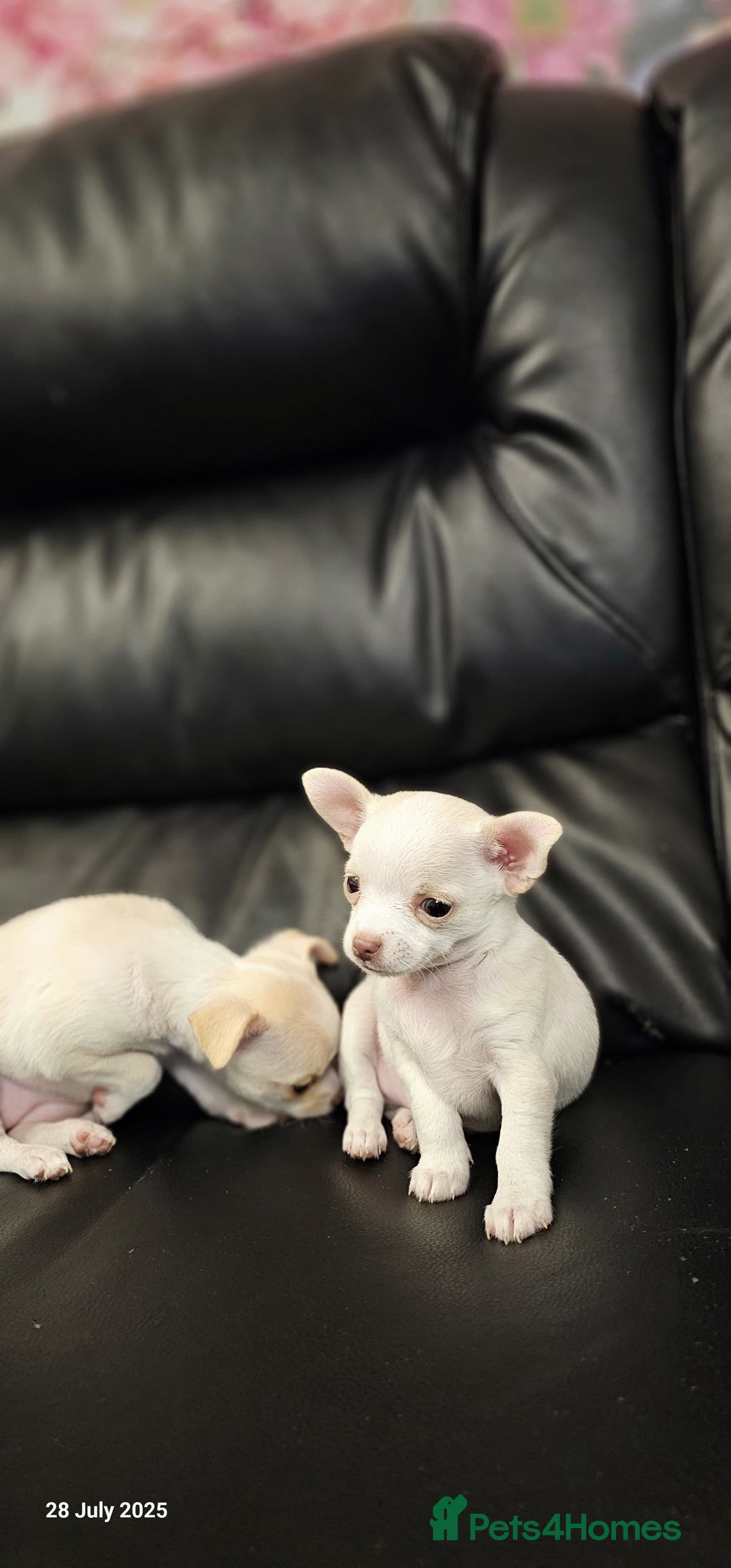 Chihuahua dogs for sale: Cute chihuahua puppies - Image 2