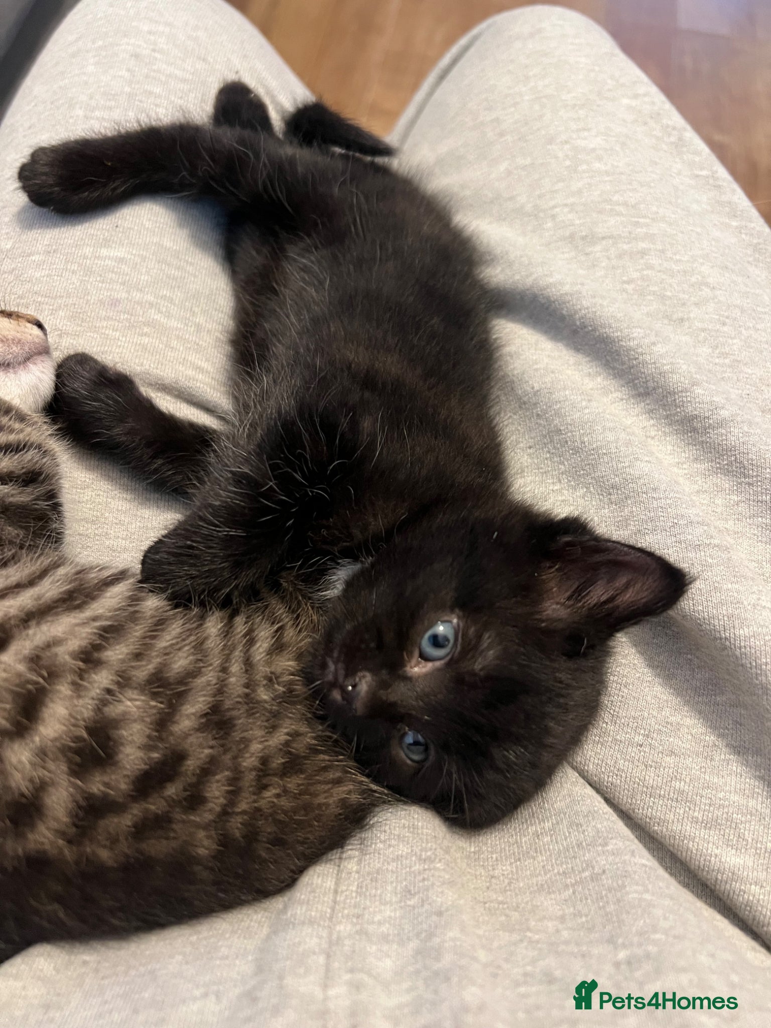 Norwegian Forest Cat cats 1 Stunning Norwegian Forest Needing Homes👀🏡 - Advert 4