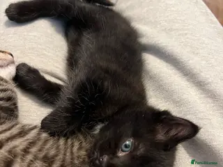 Norwegian Forest Cat cats 1 Stunning Norwegian Forest Needing Homes👀🏡 - Advert 4