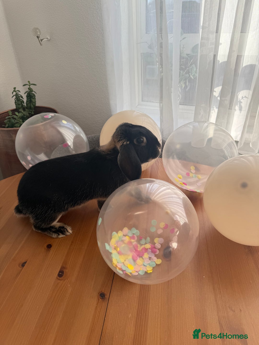 Mini Lop rabbits for sale: Friendly Mini Lop - Advert 2