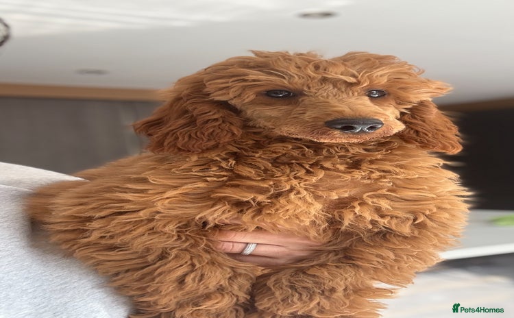 Miniature Poodle dogs in Stafford - Advert 4