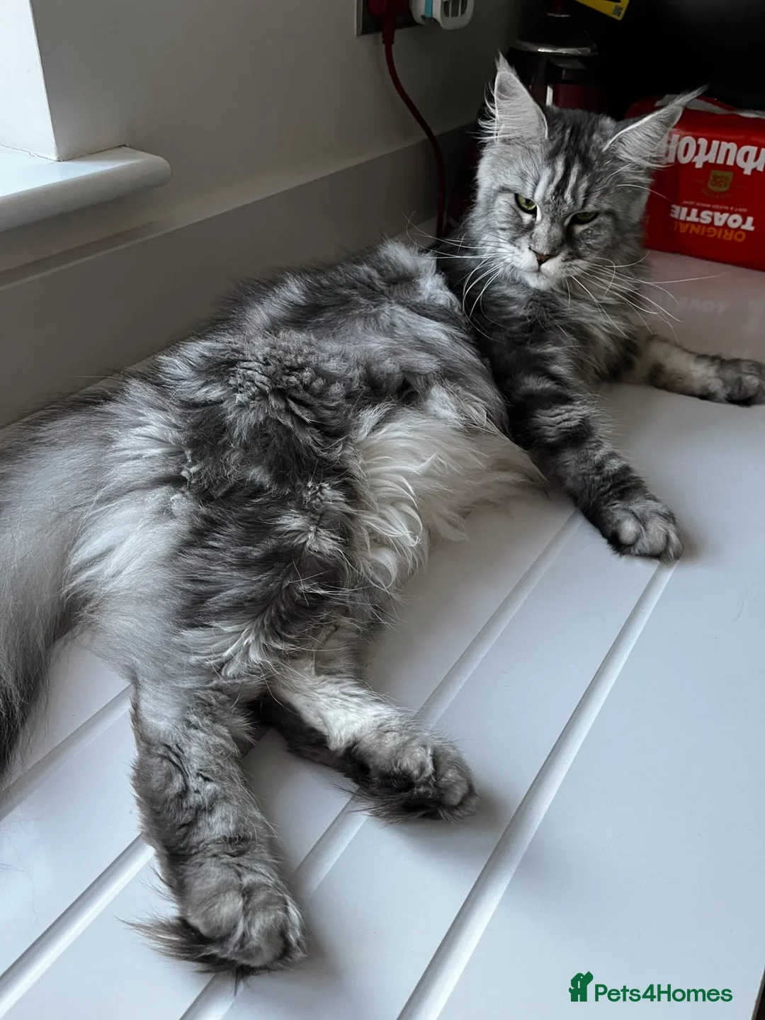 Maine Coon cats for sale: Stunning Baby  in Hull - Advert 2