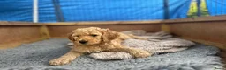 Standard Poodle dogs for sale: Apricot Standard Poodle Puppies  - Advert 3
