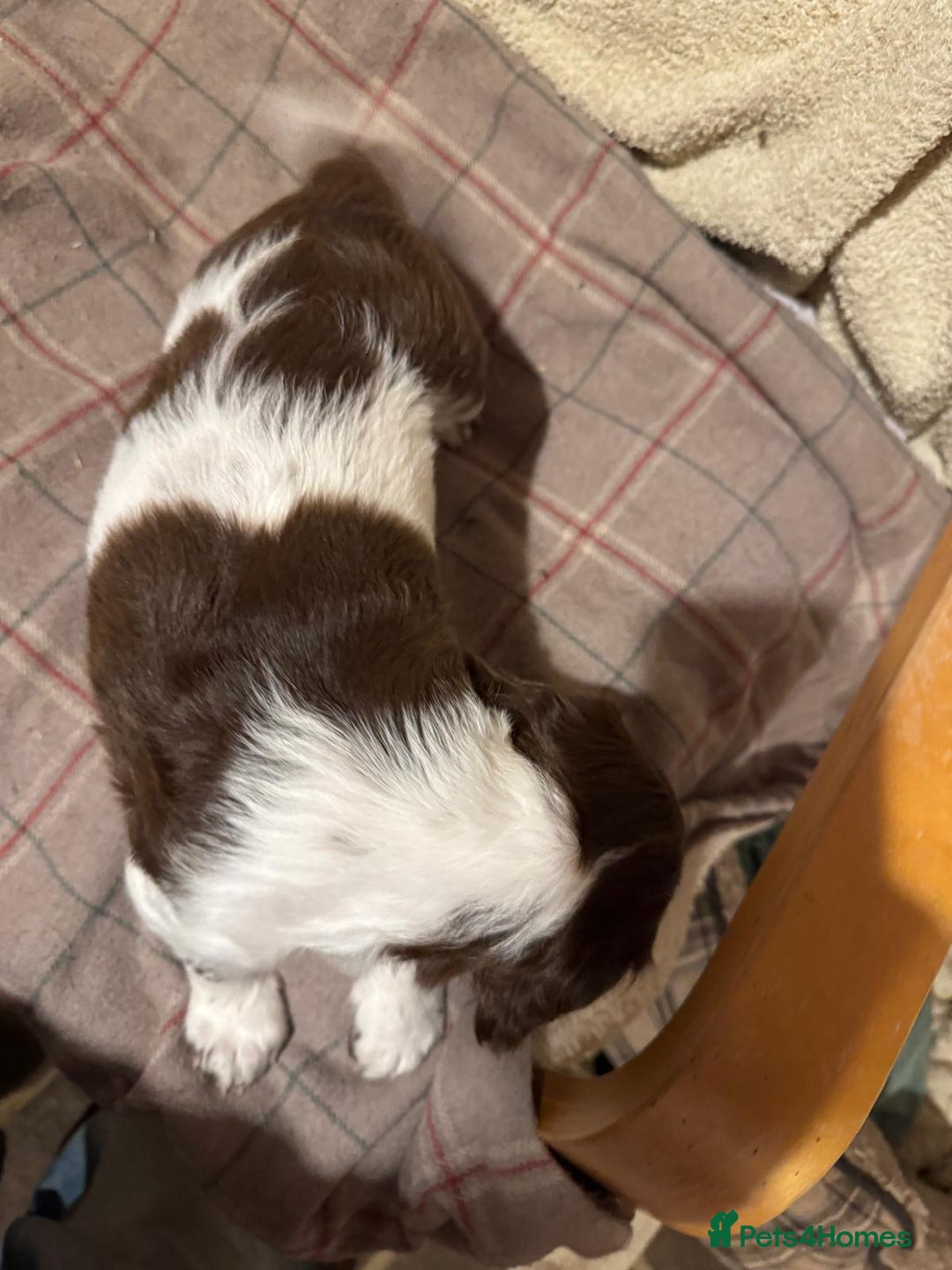 Sprocker dogs for sale: Sprocker Spaniel Puppies  - Image 9