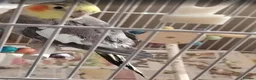 Cockatiels birds for sale: Cockatiels with large indoor/outdoor Cage for Sale in London - Advert 1