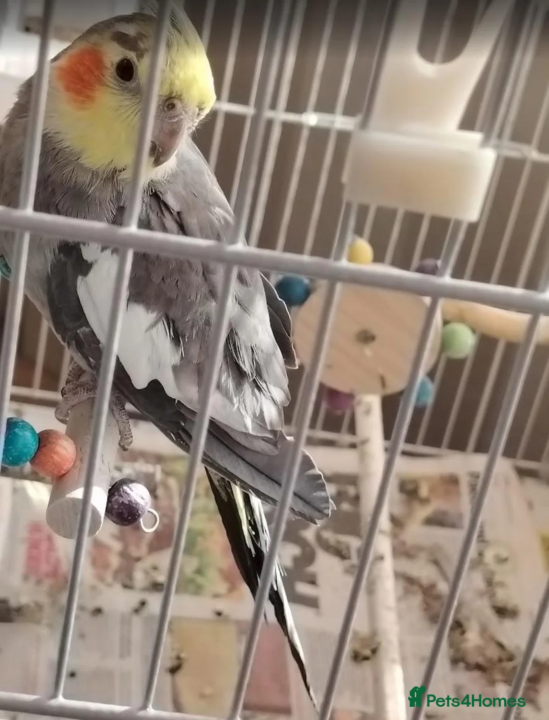 Cockatiels birds for sale: Cockatiels with large indoor/outdoor Cage for Sale in London - Advert 1