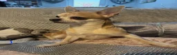 Chihuahua dogs for stud: Stud Merle chihuahua age 5 - Advert 11