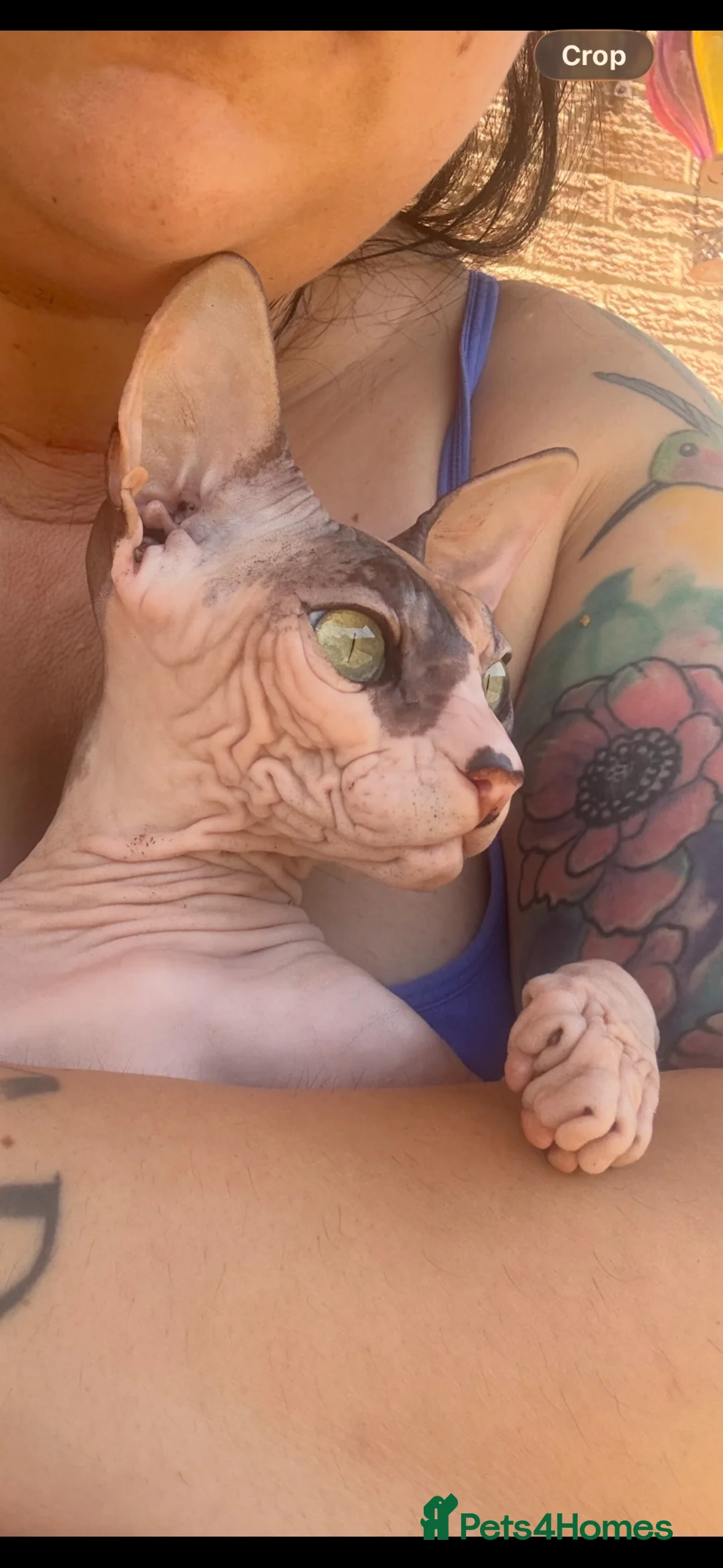 Sphynx cats for sale: Mrsss - Advert 2