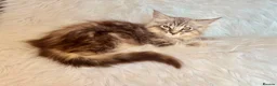 Maine Coon cats for sale: Maine coon kittens fluffy cuddly kittens - Advert 32