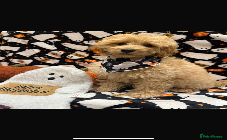 Cavapoo dogs - Advert 12