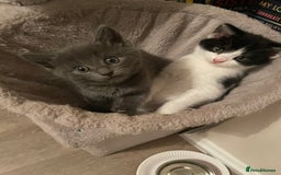 Domestic Shorthair cats for sale: Black/white female kitten 7 weeks old - Image 3