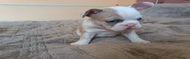 French Bulldog 2