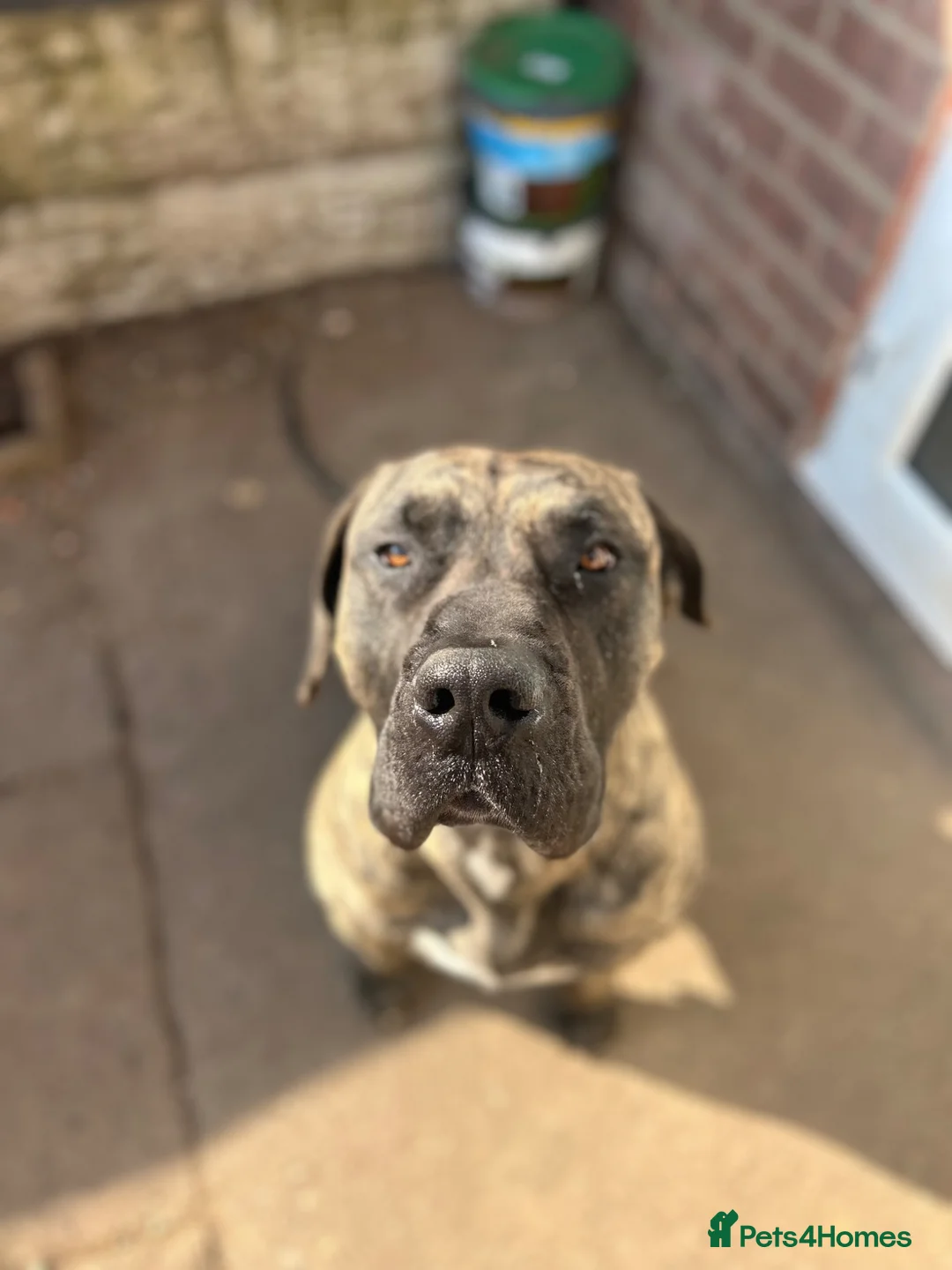 Presa Canario dogs for stud: Ragnar  in Mansfield - Advert 2