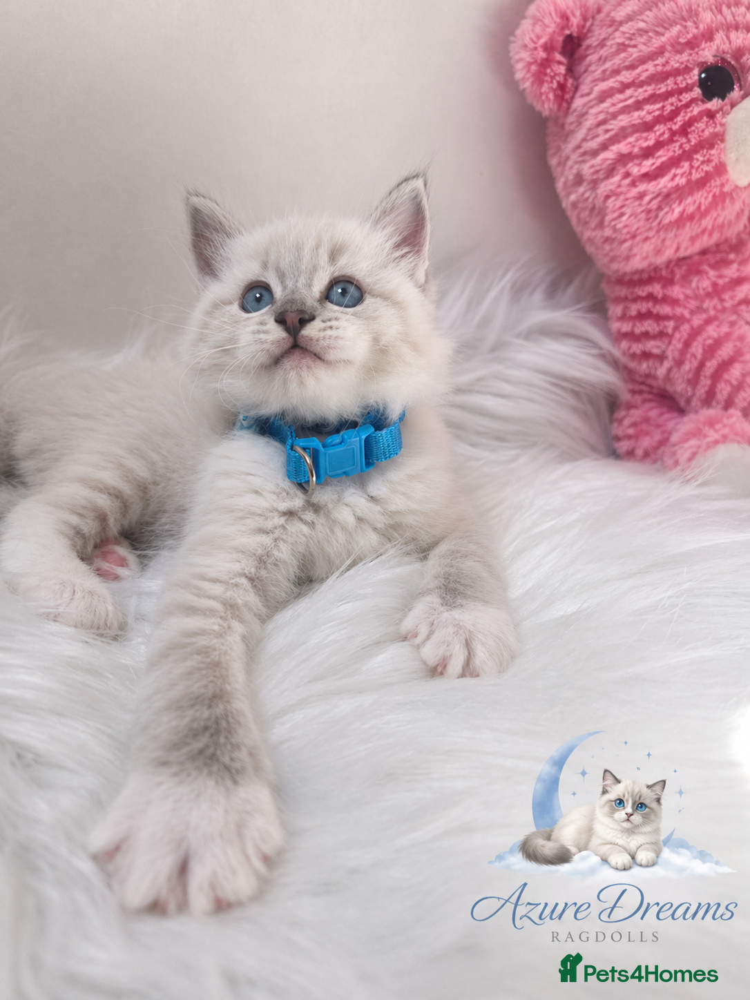 Ragdoll cats 😻Beautiful GCCF Registered Ragdoll Kittens😻 - Advert 2