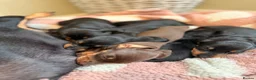 Miniature Dachshund dogs for sale: KC Miniature Smooth Dachshund Puppies - Advert 31