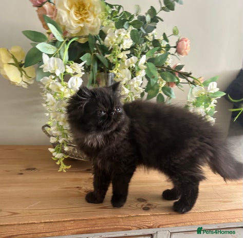 Persian cats in Northampton - Advert 4