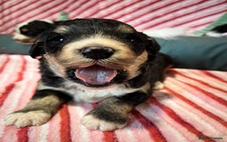 Bernedoodle dogs for sale: Tri Bernedoodle boys and girls  - Advert 2