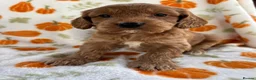Cockapoo dogs for sale: Beautiful cockapoo puppys - Advert 9