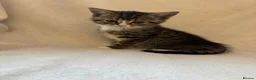 Scottish Fold cats for sale: Scottish Fold Kittens. - Advert 7