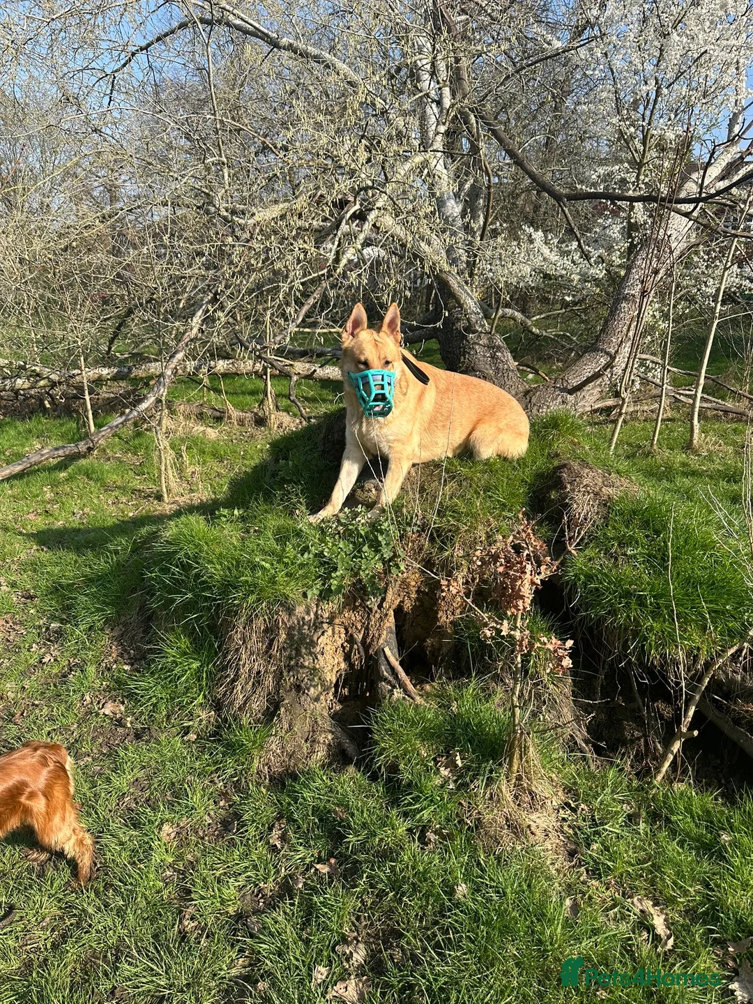 German Shepherd dogs for stud: Handsome pure bred golden German Shepherd Stud in London - Advert 2