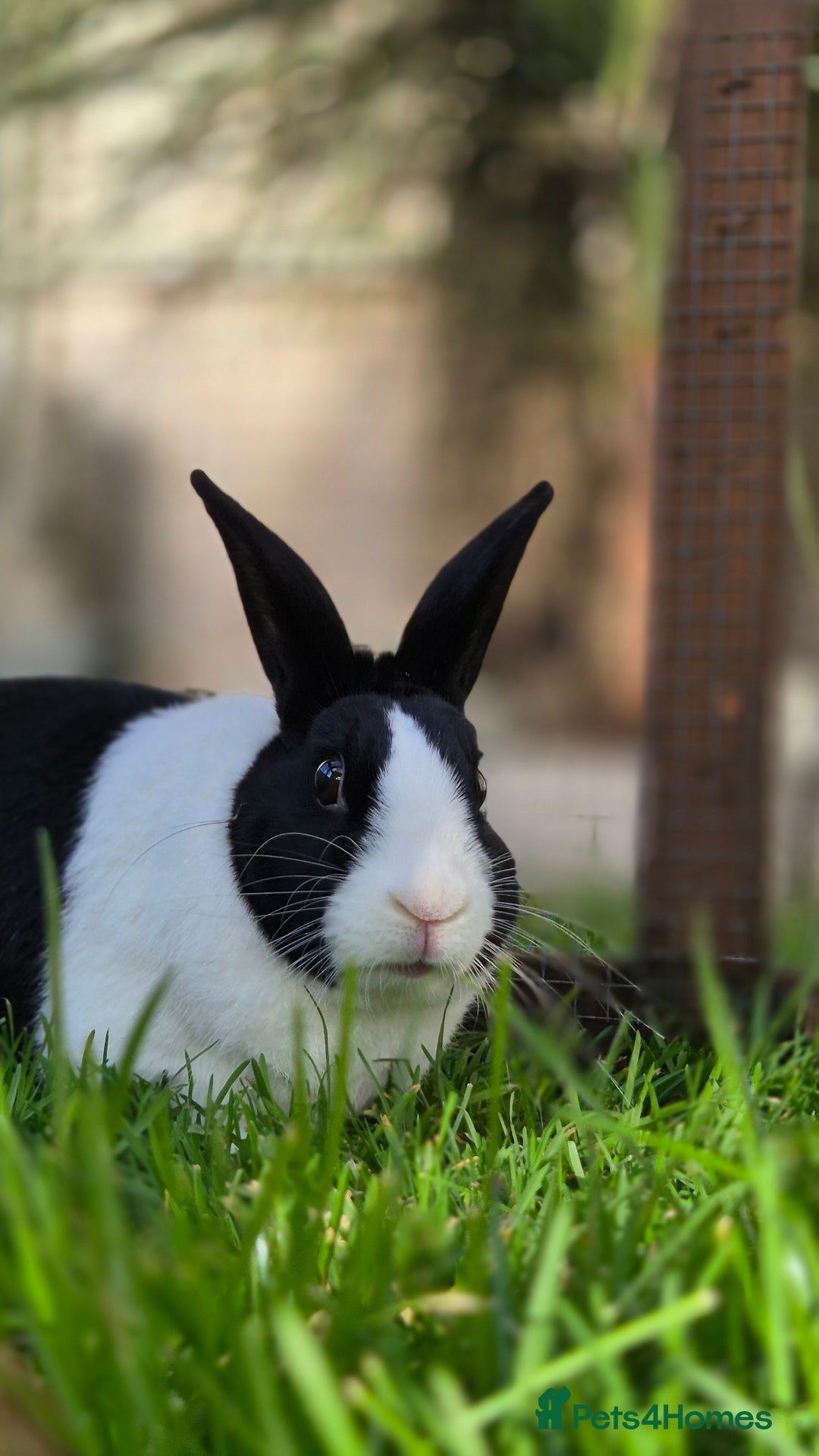 Dutch rabbits for sale: Pickle vaccinated and castrated  - Advert 1