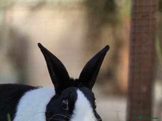 Dutch rabbits Pickle vaccinated and castrated - Advert 1