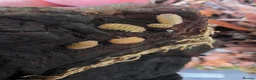 Isopods invertebrates for sale: Crystal pineapple (Cristarmadillidium muricatum) - Advert 6