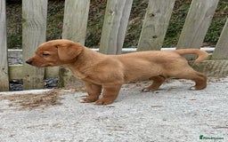 Labrador Retriever dogs for sale: Stunning Fox red labradors - Image 6