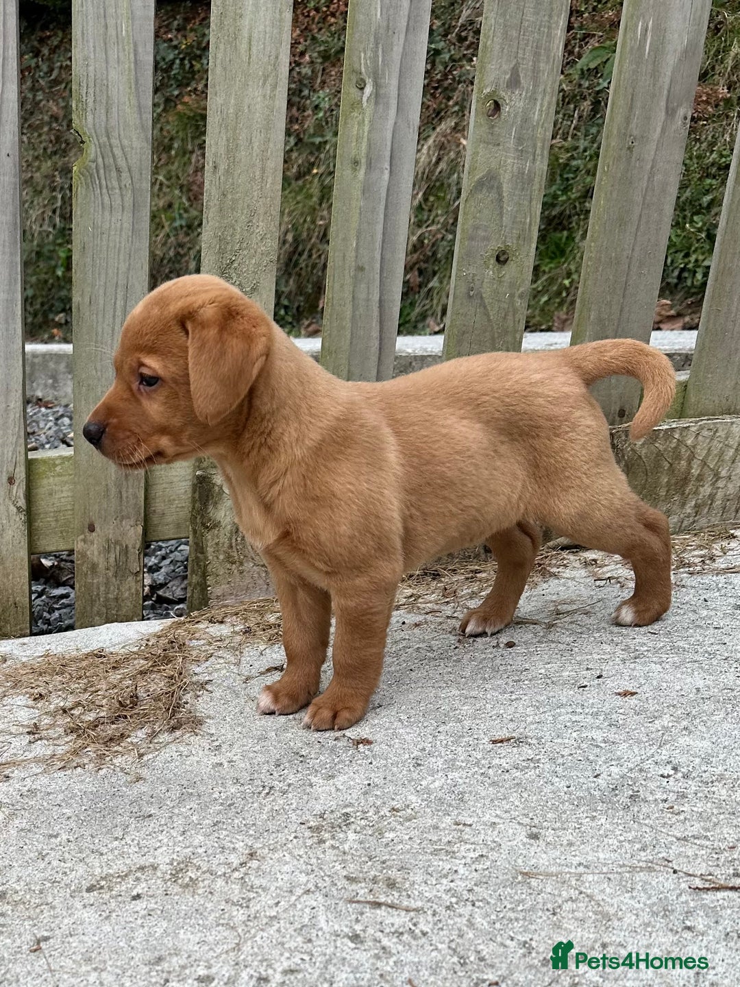 Labrador Retriever dogs for sale: Stunning Fox red labradors - Image 6