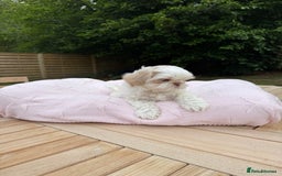 Shih Tzu dogs for sale: Stunning tiny imperial karashishi puppies - Image 21