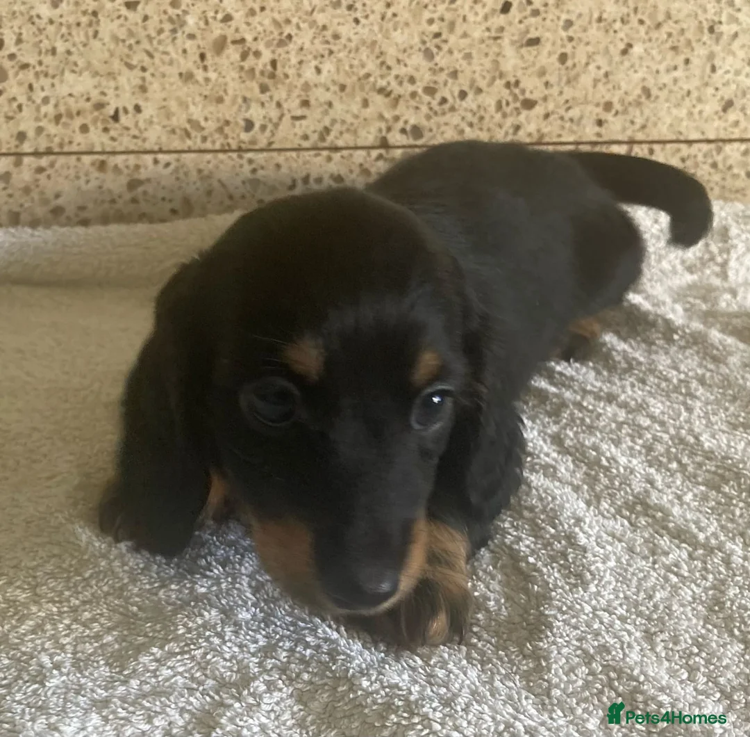 Miniature Dachshund dogs for sale: ADORABLE MINIATURE DACHSHUNDS  - Advert 4