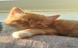 Norwegian Forest Cat cats for sale: Norwegian forest x in Basingstoke - Image 29