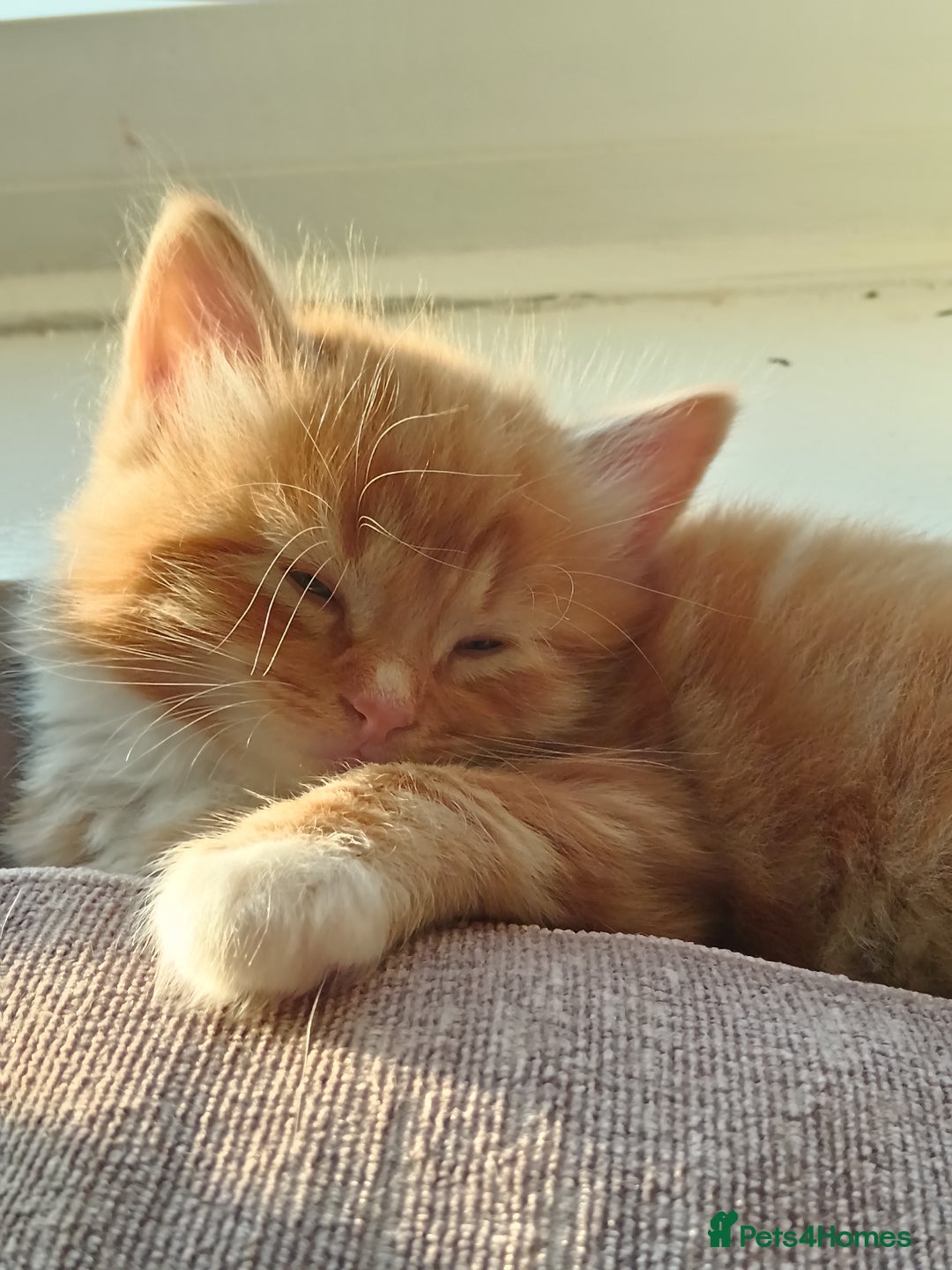 Norwegian Forest Cat cats for sale: Norwegian forest x in Basingstoke - Image 29