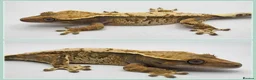 Gecko reptiles for sale: Various Crested Geckos - Advert 6