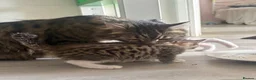 Siberian cats for sale: Beautiful Siberian x kittens  - Advert 22