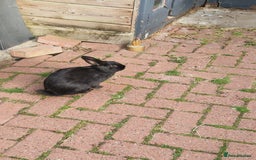 Mixed Breed rabbits for sale: 2 boys for sale - Image 2