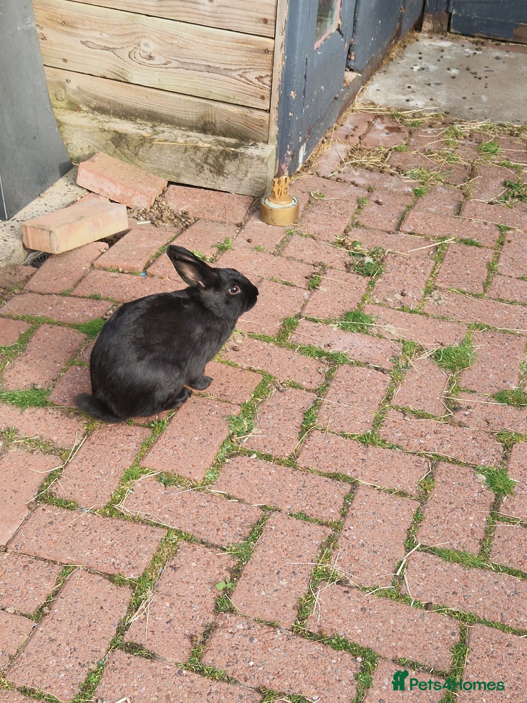 Mixed Breed rabbits for sale: 2 boys for sale - Image 2